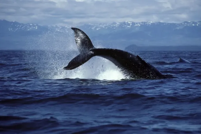 Framed Print : Humpback Whale - tail throw (flinging the tail and flukes sideways out of the water). Icy Strait, Southeast Alaska, USA CY777 Framed Print : Humpback Whale - tail throw (flinging the tail and flukes sideways out of the water). Icy Strait, Southeast Alaska, USA CY777