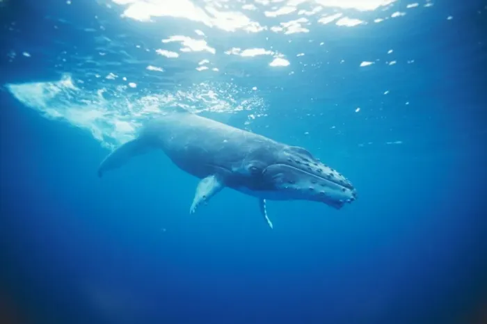 Framed Print : Humpback Whale Young, swims playfully in the waters of Vava'u, Tonga, with it's watchful mother just below Framed Print : Humpback Whale Young, swims playfully in the waters of Vava'u, Tonga, with it's watchful mother just below