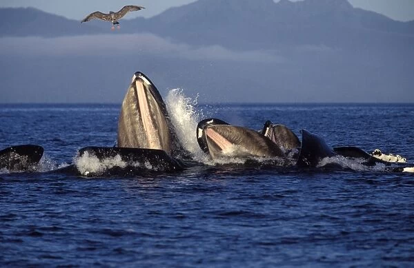 Humpback Whales - co-operative feeding  /  Bubble net feeding