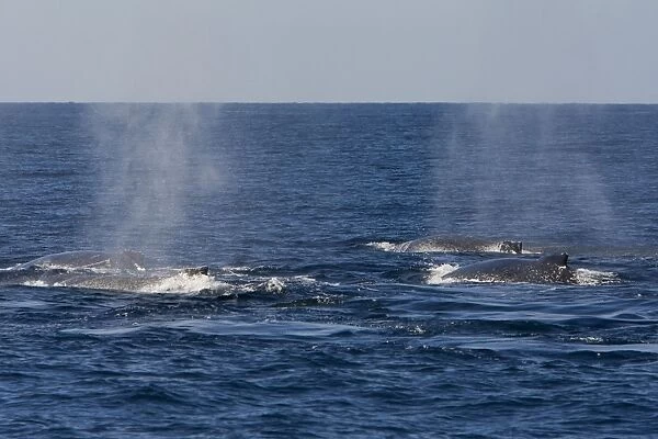 Humpback Whales - Sea of Cortez - Baja California - Mexico