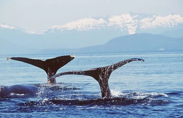 HUMPBACK WHALES - x two, tails