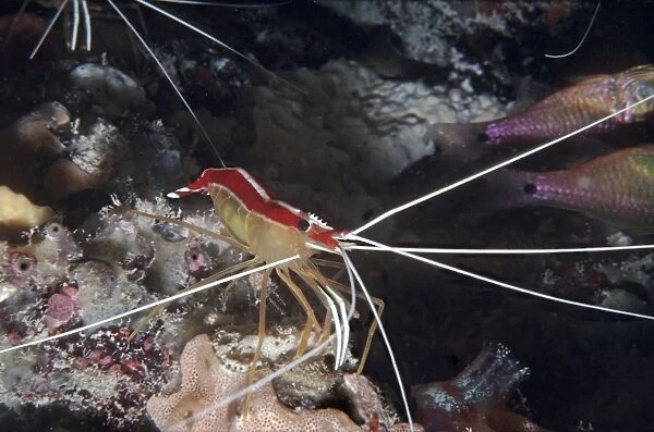 Humpback  /  White-striped Cleaner Shrimp - lives in groups and has been observed cleaning fish, eels and other marine creatures. Indonesia