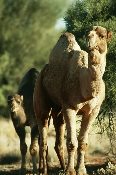 One Humped Camel JPF 7038 Wild Bull & young. Camelus dromodarius © Jean-Paul Ferrero  /  ARDEA LONDON