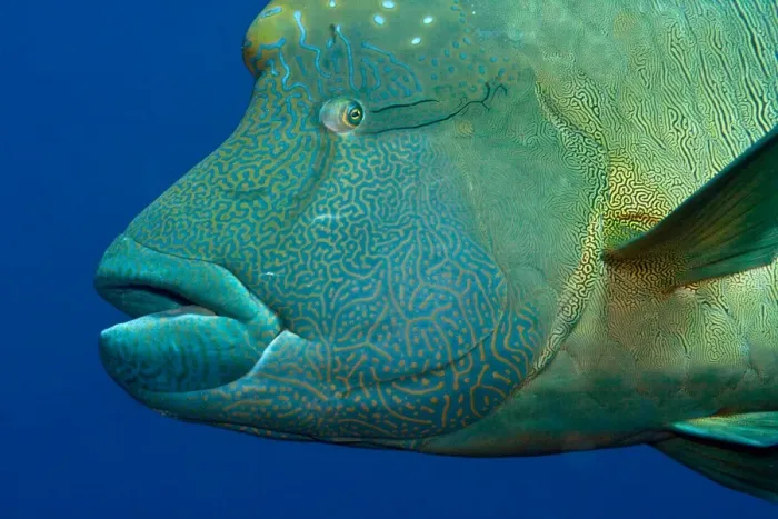 Framed Print : Humphead / Napoleon Wrasse Fish - Red Sea Framed Print : Humphead / Napoleon Wrasse Fish - Red Sea
