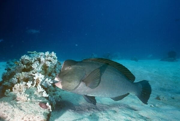 Humphead Parrotfish - Also known as: bumphead parrotfish, giant humphead parrotfish and green humphead parrotfish. feeding on coral Indo Pacific