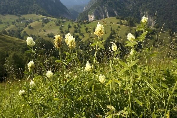 Hungarian Clover ( Trifolium pannonicum) in mountain pasture, Romania