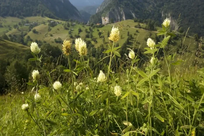 Framed Print : Hungarian Clover ( Trifolium pannonicum) in mountain pasture, Romania Framed Print : Hungarian Clover ( Trifolium pannonicum) in mountain pasture, Romania