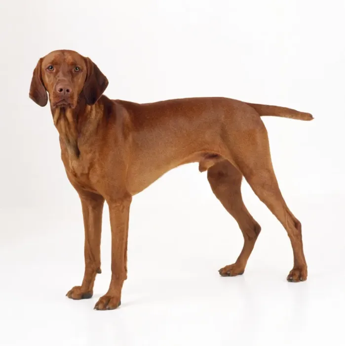 Framed Print : Hungarian Vizsla Dog Framed Print : Hungarian Vizsla Dog