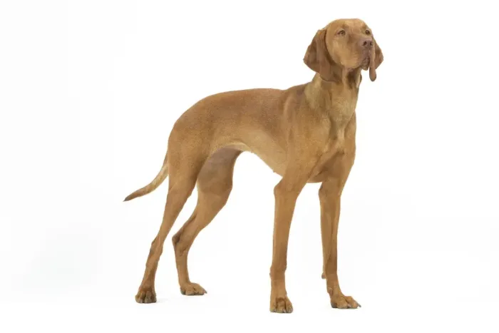 Framed Print : Hungarian Vizsla - in studio. Also known as Magyar Vizsla Framed Print : Hungarian Vizsla - in studio. Also known as Magyar Vizsla