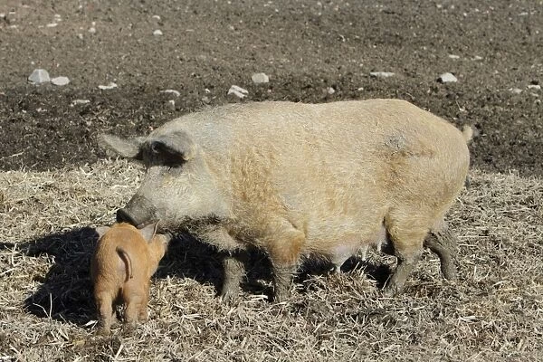 Hungarian Wolly Domestic Pig - sow with piglet on farmland - Hessen - Germany