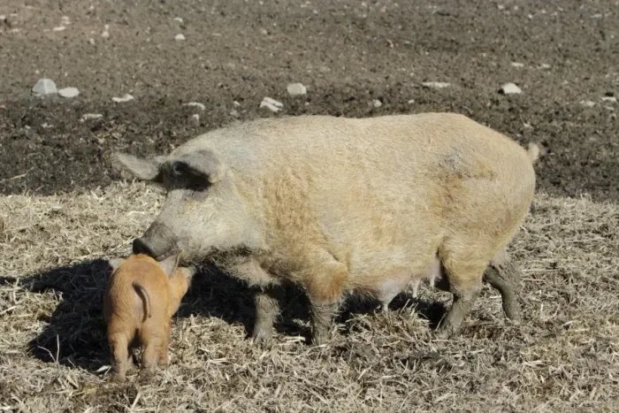 Framed Print : Hungarian Wolly Domestic Pig - sow with piglet on farmland - Hessen - Germany Framed Print : Hungarian Wolly Domestic Pig - sow with piglet on farmland - Hessen - Germany