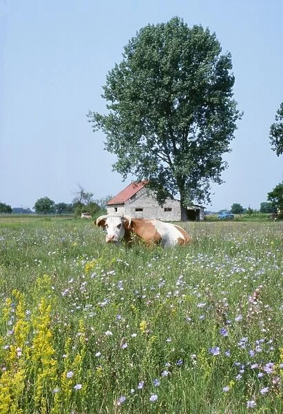 Hungary - flowery steppe grassland with cow. Kiskunsag National Park