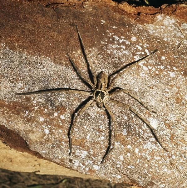 Huntsman Spider Florida, USA