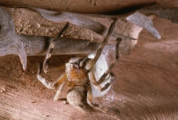 Huntsman Spider - protecting egg sack Fm: Sparassidae