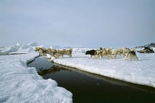 Husky Dog 33 Dog sled. Candian Arctic, Ice floe © Doc White  /  ARDEA LONDON