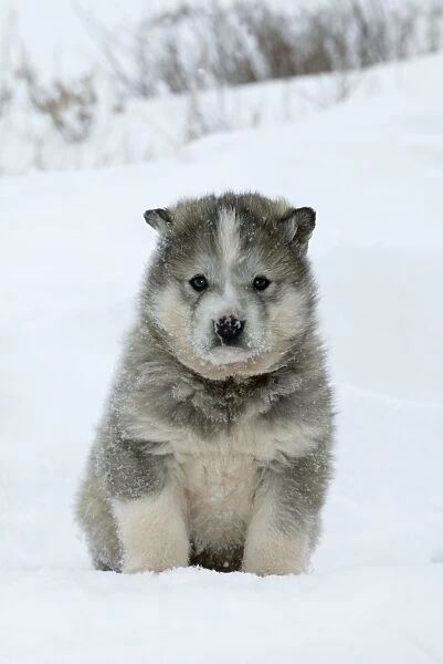 Husky Dog - puppy. Churchill - Manitoba - Canada