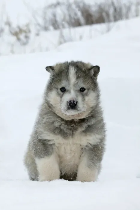 Framed Print : Husky Dog - puppy. Churchill - Manitoba - Canada Framed Print : Husky Dog - puppy. Churchill - Manitoba - Canada