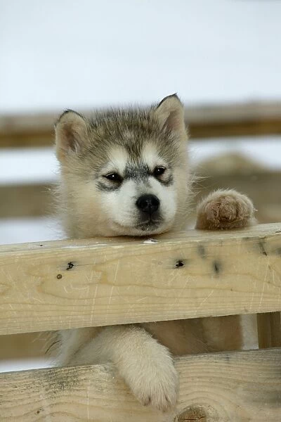 Husky Dog - puppy peering over fence Churchill - Manitoba - Canada