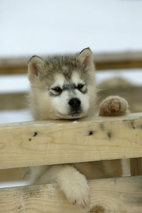 Framed Print : Husky Dog - puppy peering over fence Churchill - Manitoba - Canada Framed Print : Husky Dog - puppy peering over fence Churchill - Manitoba - Canada