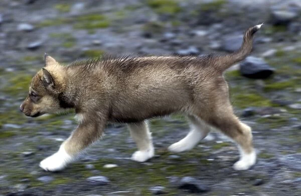 Husky Dog Puppy Spitzbergen