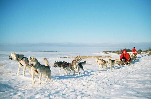 Husky Dog - sledding Canada