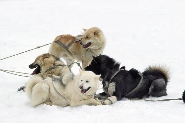 Husky Dog - in sledge race Greenland