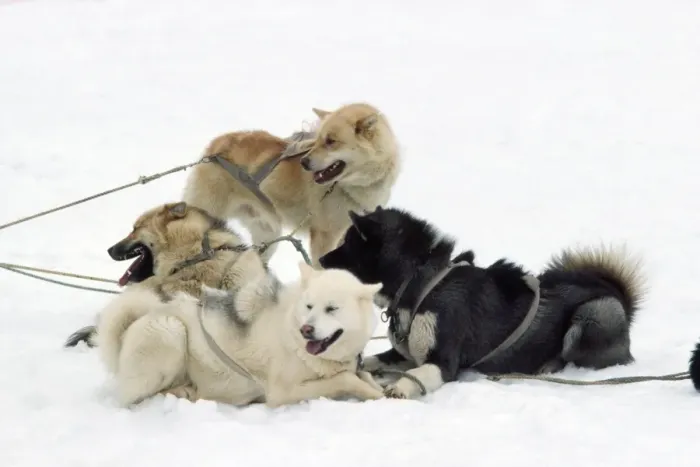 Framed Print : Husky Dog - in sledge race Greenland Framed Print : Husky Dog - in sledge race Greenland