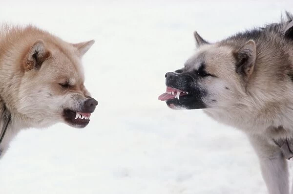 Husky Dogs  /  Sledge race dogs - snarling & showing aggressive behaviour