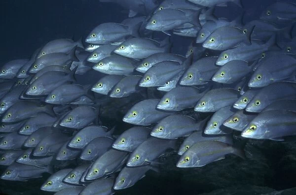 Hussars  /  Yellow Banded sea perch - The fish are found during the daylight hours in large schools around coral outcrops. Heron Island, Great Barrier Reef. Australia L. adetii