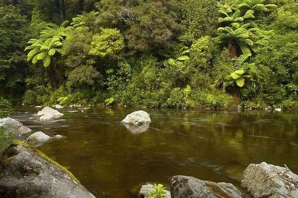 Hutt River picturesque Hutt river with dense temperate rainforest alongside its banks Kaitoke Regional Park, Wellington District, North Island, New Zealand