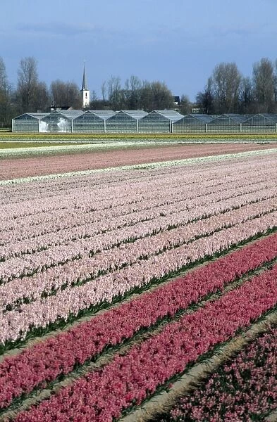 Hyacinth Flowers being cultivated - Holland