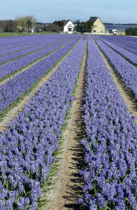 Framed Print : Hyacinth Flowers being cultivated - Holland Framed Print : Hyacinth Flowers being cultivated - Holland