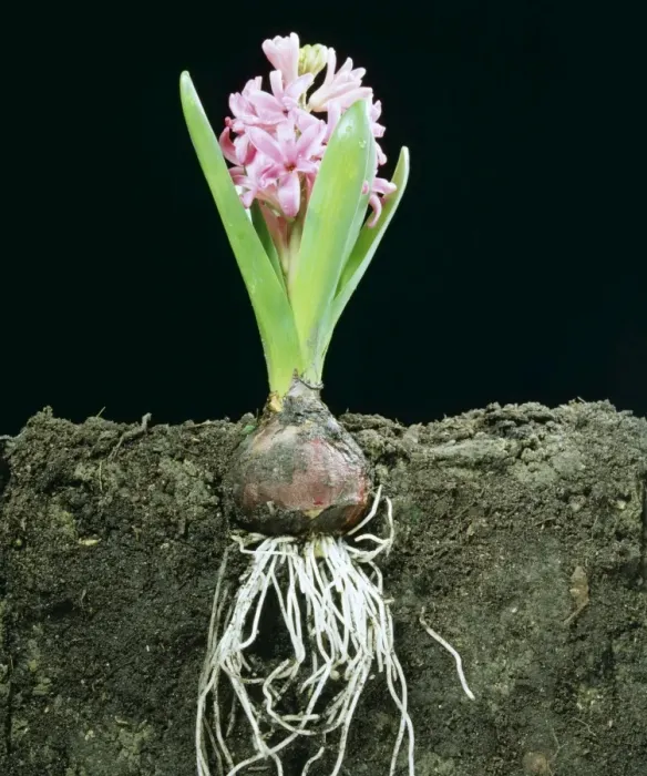 Framed Print : Hyacinth LA 102 Cross Section in earth showing roots © J. M. Labat ARDEA LONDON Framed Print : Hyacinth LA 102 Cross Section in earth showing roots © J. M. Labat ARDEA LONDON