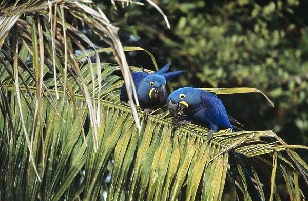 Hyacinth Macaw Pantanal, Brazil