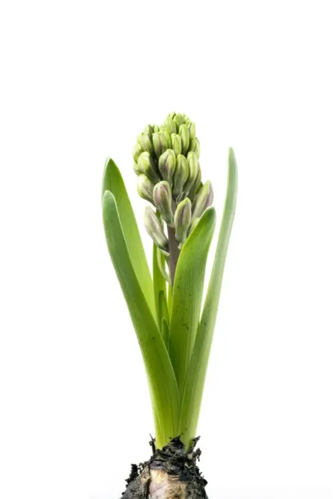 Framed Print : Hyacinth - Sequence 2 of 3 Framed Print : Hyacinth - Sequence 2 of 3
