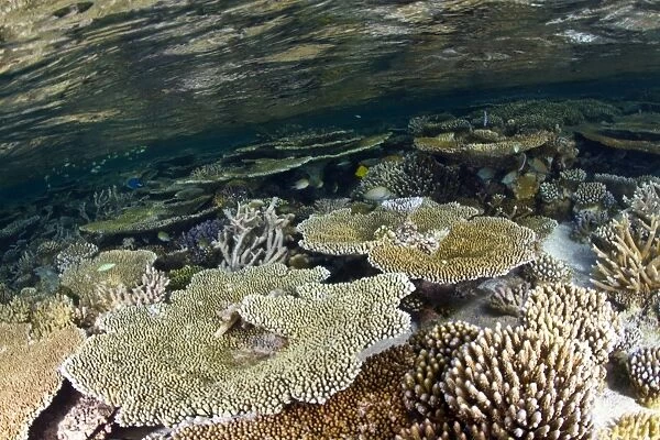 Hyacinth Table Corals - Maldives