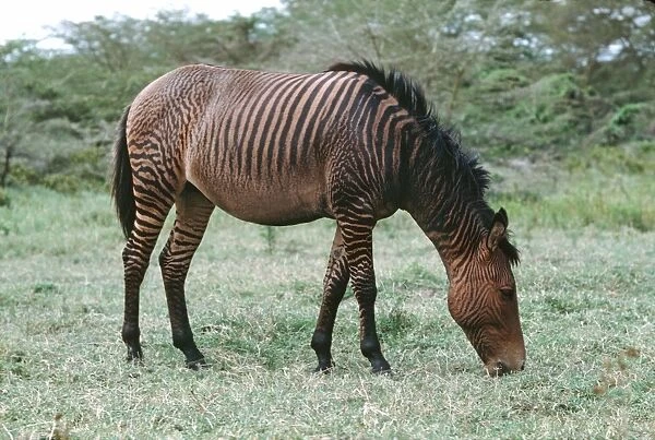 Hybrid cross zebra & horse (Zebra stallion & domestic mare) Naivasha, Kenya, Africa