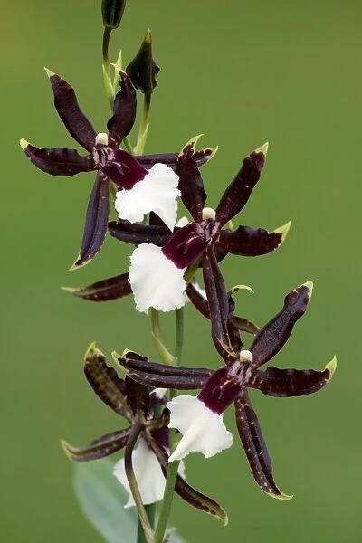 Hybrid Orchid - blossom, arboreal type, Everglades, Hessen, Germany