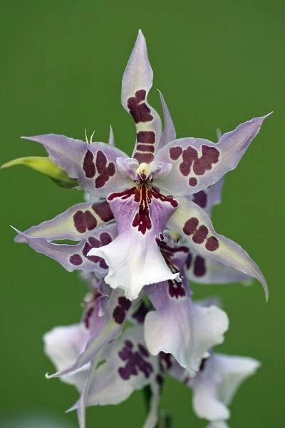 Hybrid Orchid - blossom. arboreal type, Hessen, Germany