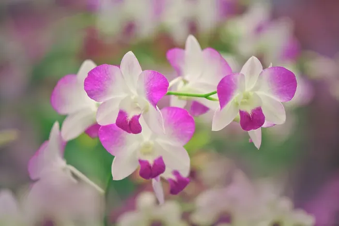 Framed Print : Hybrid Orchids. Selby Gardens, Sarasota, Florida Date: 26-09-2004