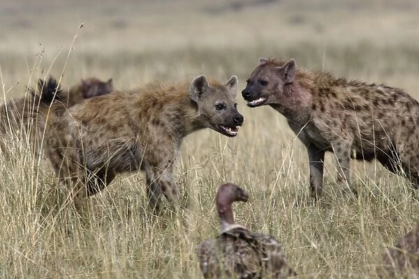 Hyene tachetee