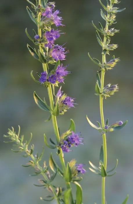 Framed Print : Hyssop. ME-1698. Hyssop. Hyssopus officinalis Framed Print : Hyssop. ME-1698. Hyssop. Hyssopus officinalis