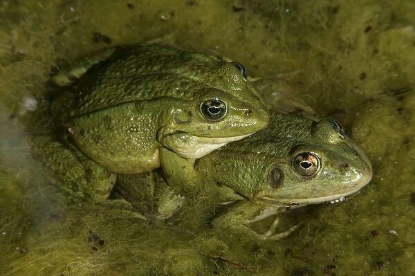 Iberian Green Frogs - Mating pair - In amplexus - Found in the Iberian peninsula - France and Italy -Introduced in the Azores and the Canary Islands - Spain