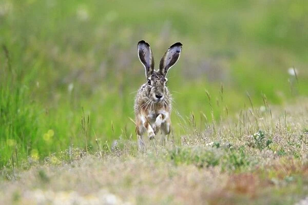 Iberian Hare - on the alert, Alentejo, Portugal