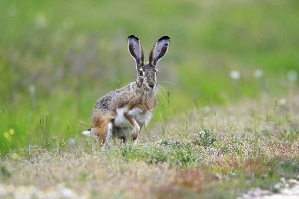 Iberian Hare - on the alert, Alentejo, Portugal