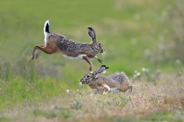 Iberian Hare - pair carrying out breeding ritual, Alentejo, Portugal (Manipulated Image - Canvas extended horizontally)
