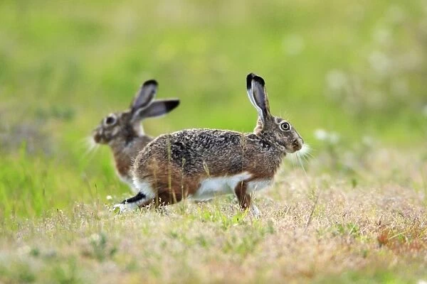 Iberian Hare - pair carrying out breeding ritual, Alentejo, Portugal