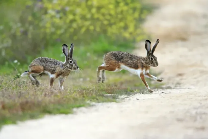 Framed Print : Iberian Hare - pair carrying out breeding ritual, Alentejo, Portugal Framed Print : Iberian Hare - pair carrying out breeding ritual, Alentejo, Portugal