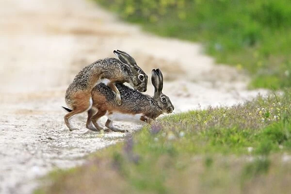 Iberian Hare - pair copulating, Alentejo, Portugal