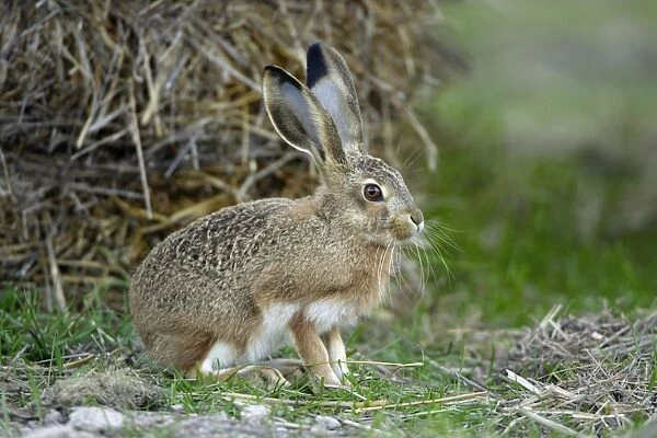 Iberian Hare - young animal, Alentejo, Portugal